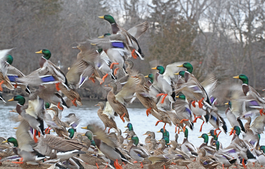 Roland Jordahl Many Ducks Fergus Falls