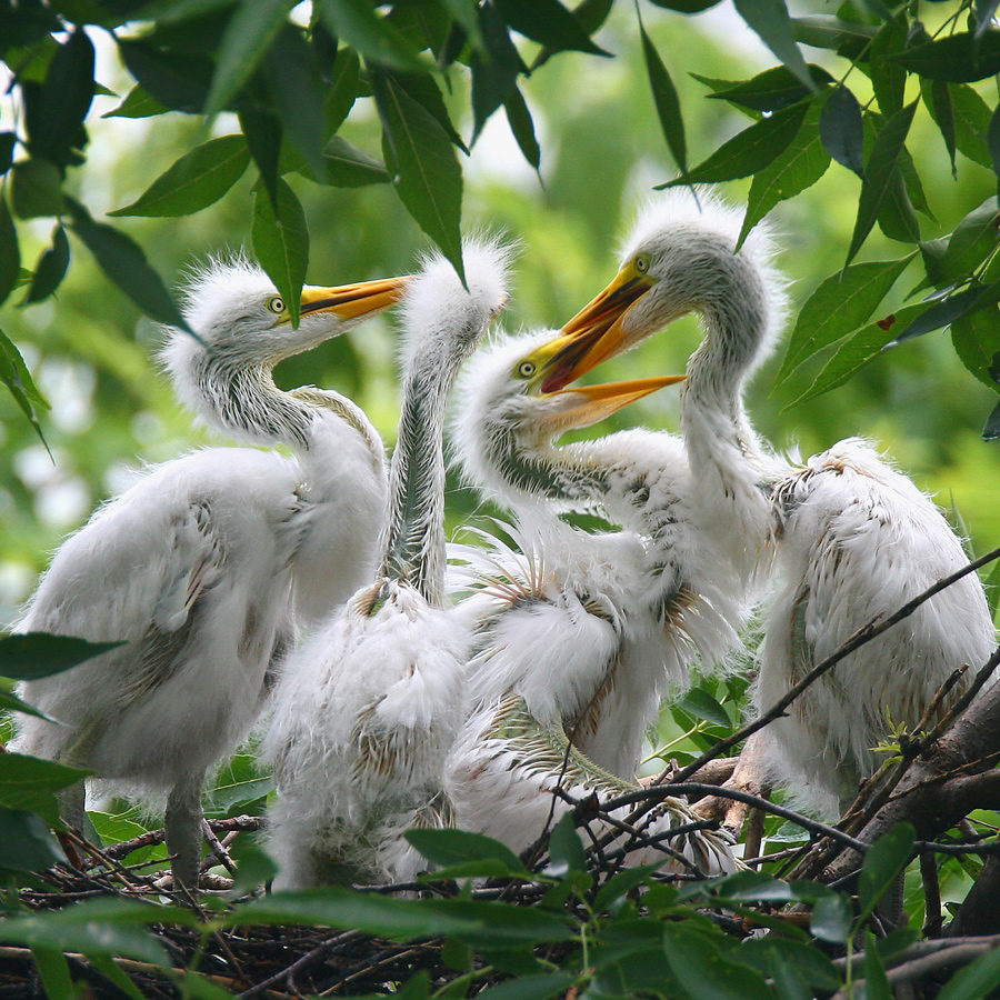 Birding Trail